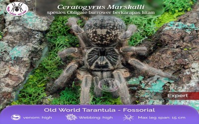 CERATOGYRUS MARSHALLI / STRAIGHT HORNED BABOON TARANTULA - FEMALE